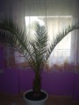 /album/fenykepgaleria/phoenix-caneris-jpg/